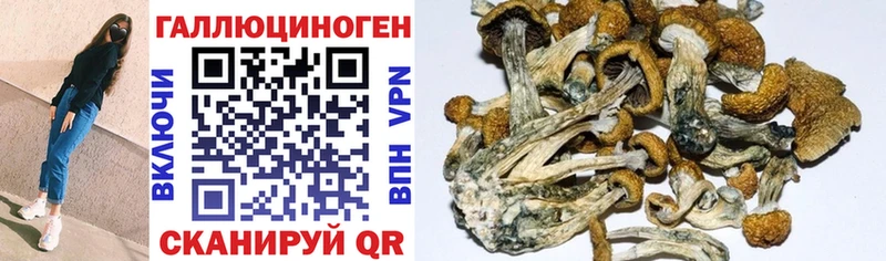 закладки  Петропавловск-Камчатский  Галлюциногенные грибы MAGIC MUSHROOMS 